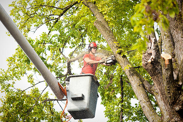 Professional Tree Removal Services in Lake Success, NY