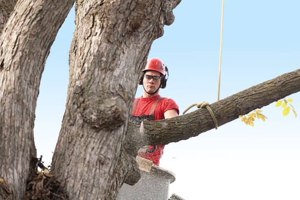 How Our Tree Care Process Works  in  Lake Success, NY